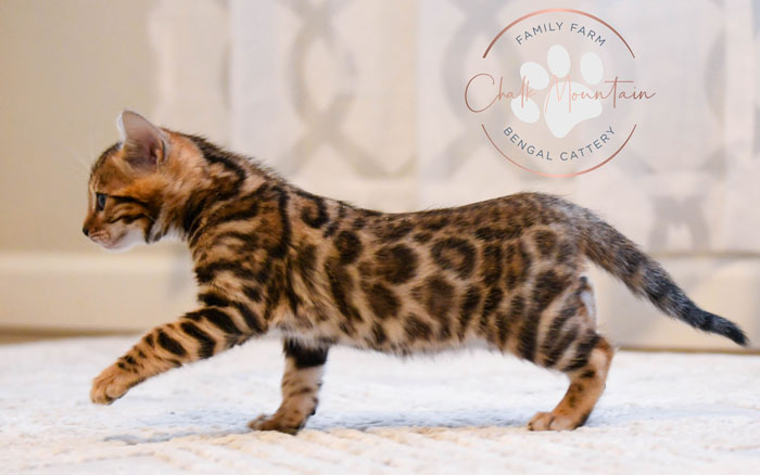 Bengal kitten for sale